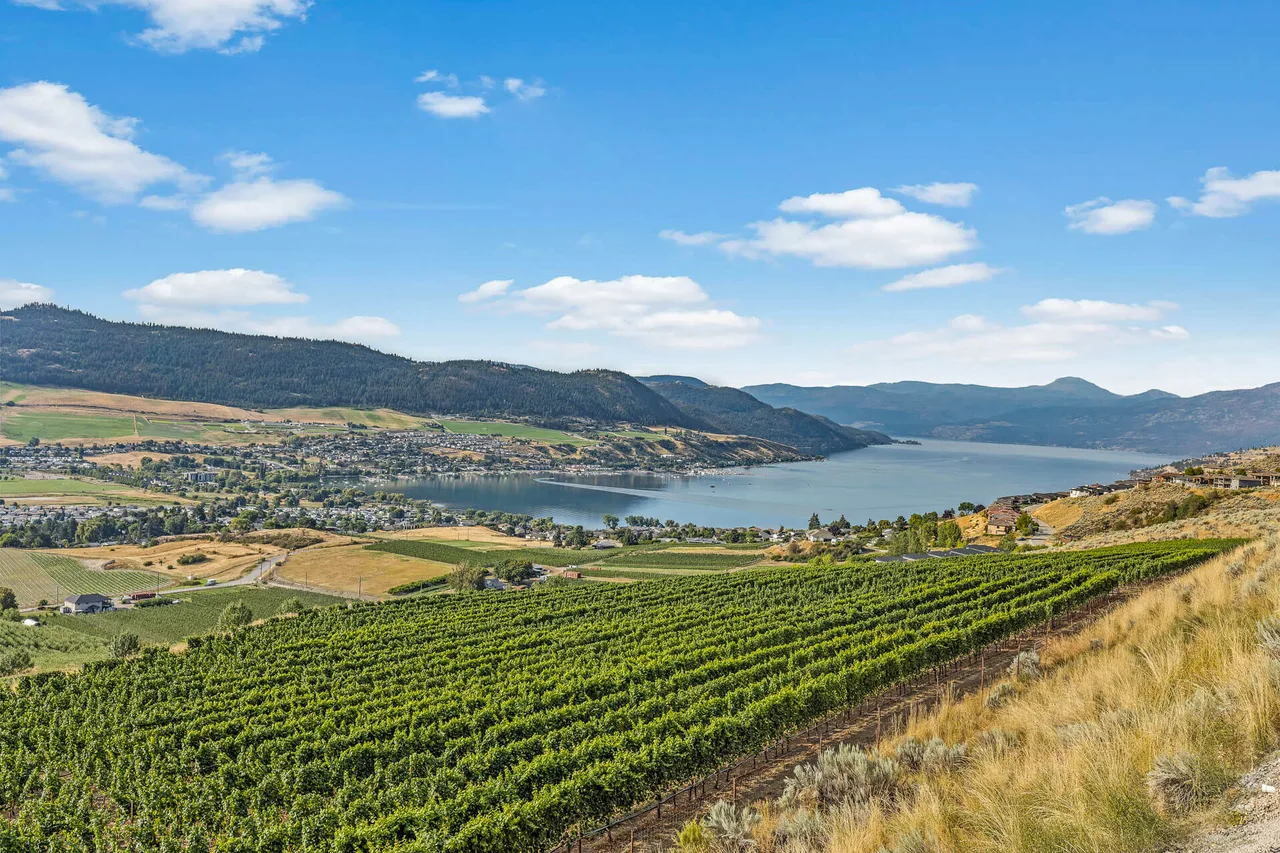 The view from Vineyard Way over the vineyard to the lake